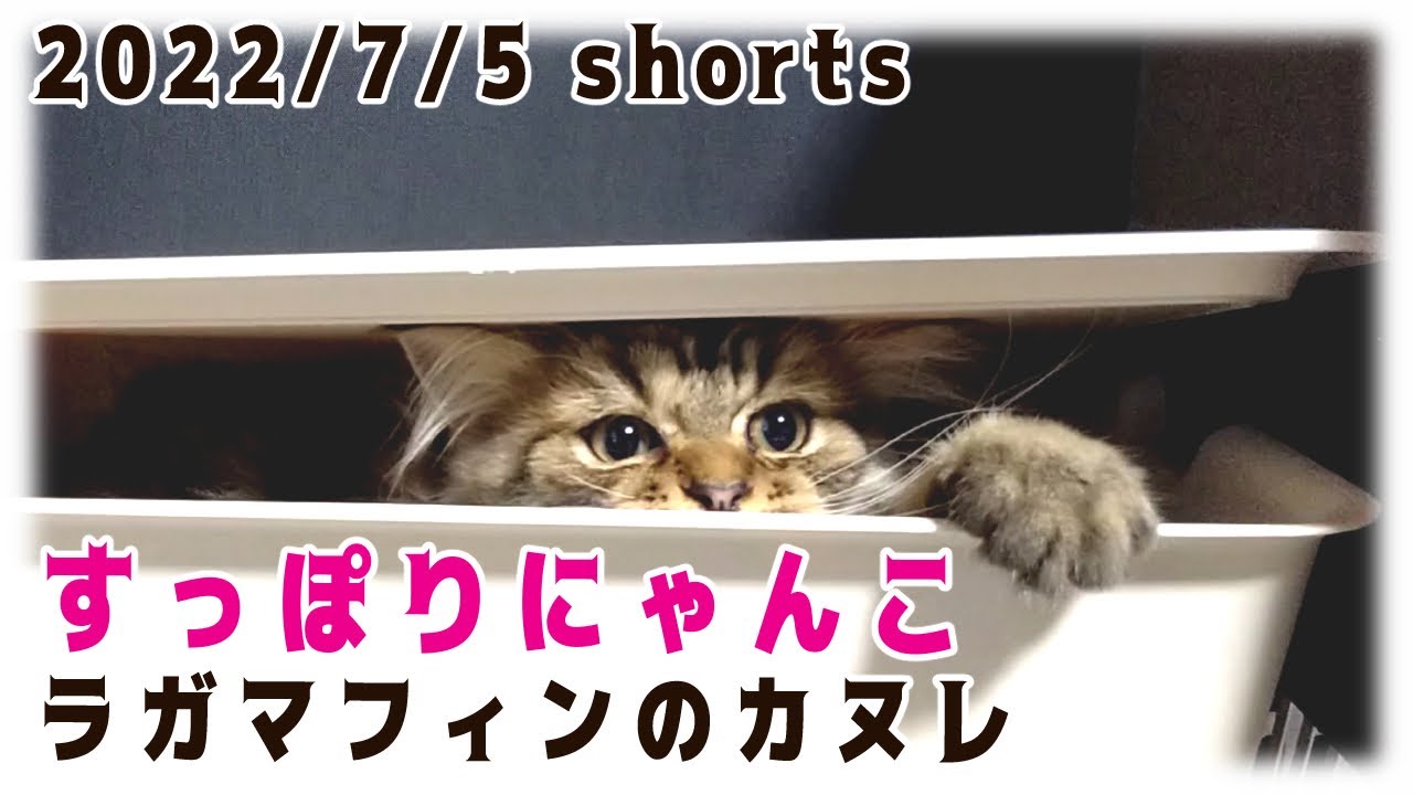 【20220705】すっぽりにゃんこ【猫・ラガマフィン】 #Shorts