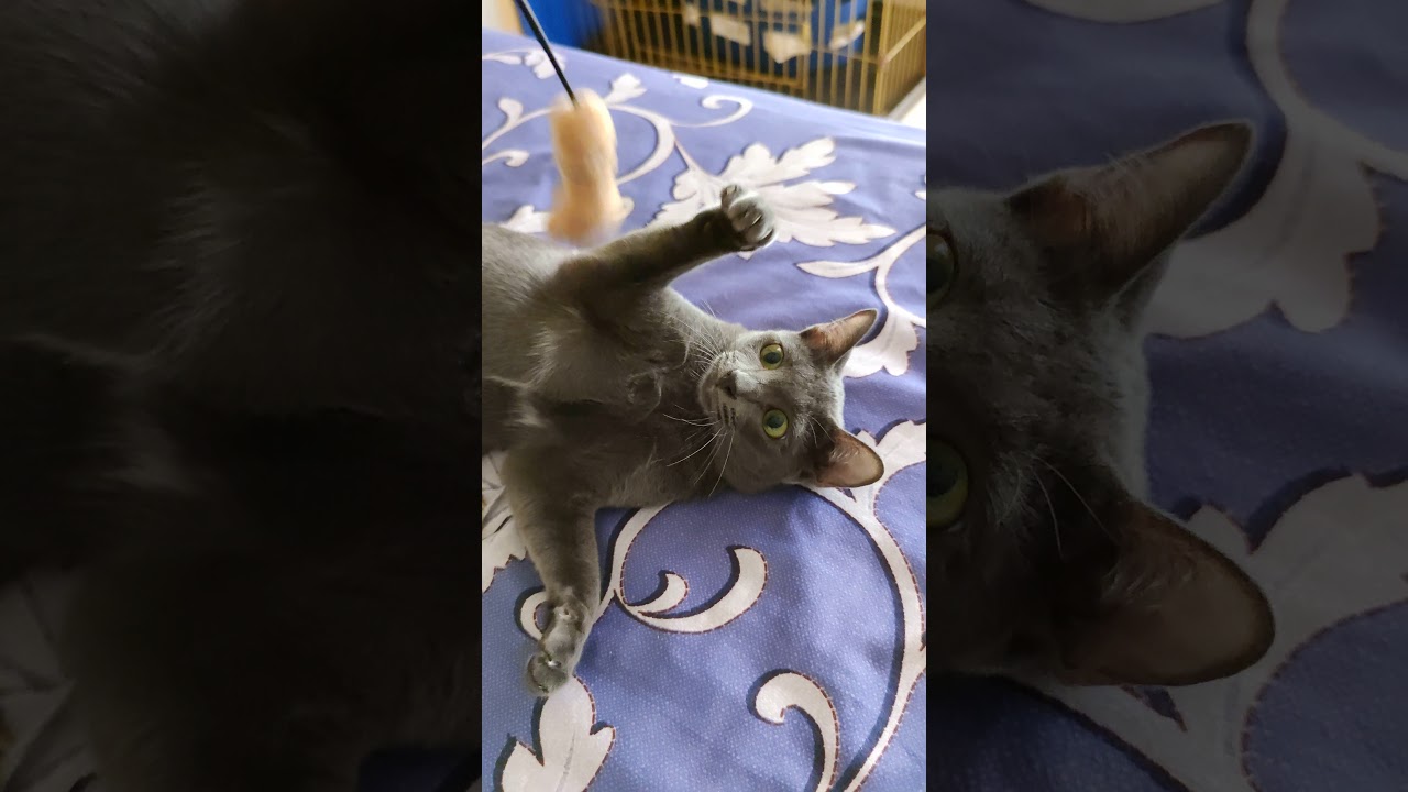 おめめくりくり遊ぶ子猫 #Shorts
