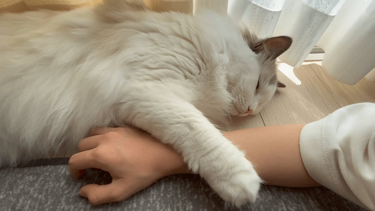 ママの腕を抱きしめて寝る猫が可愛すぎた