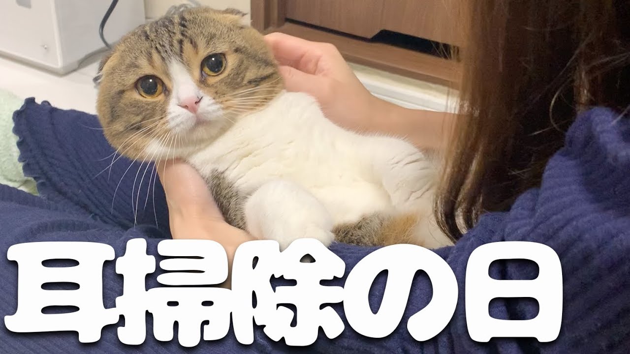 【猫】大好きな耳掃除の日【スコティッシュフォールド】