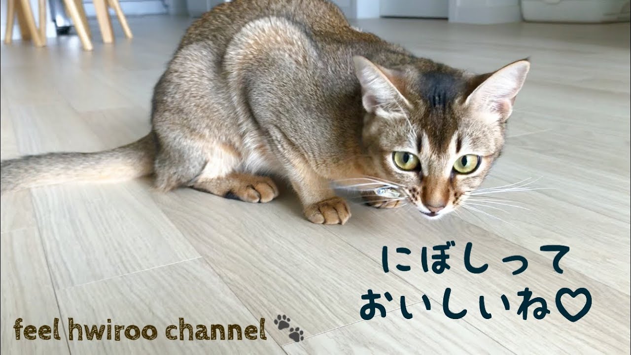 [KOR] 初めて食べるにぼしに大興奮する猫 [アビシニアン]