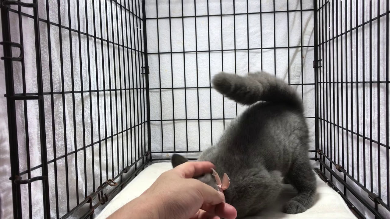 【茨城県のブリーダー　ペットショップスズキ　スコティッシュフォールド　子猫　販売】