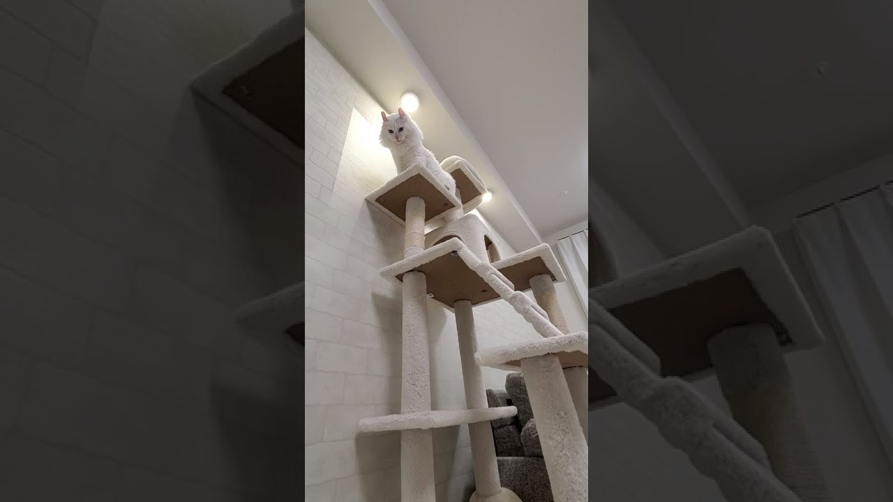 飛んできた鳥を打ち落とすハンター猫 #shorts #アメリカンカール #猫