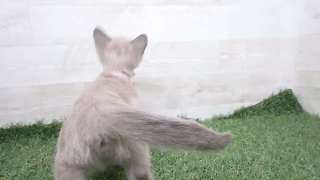 00610592 トンキニーズ