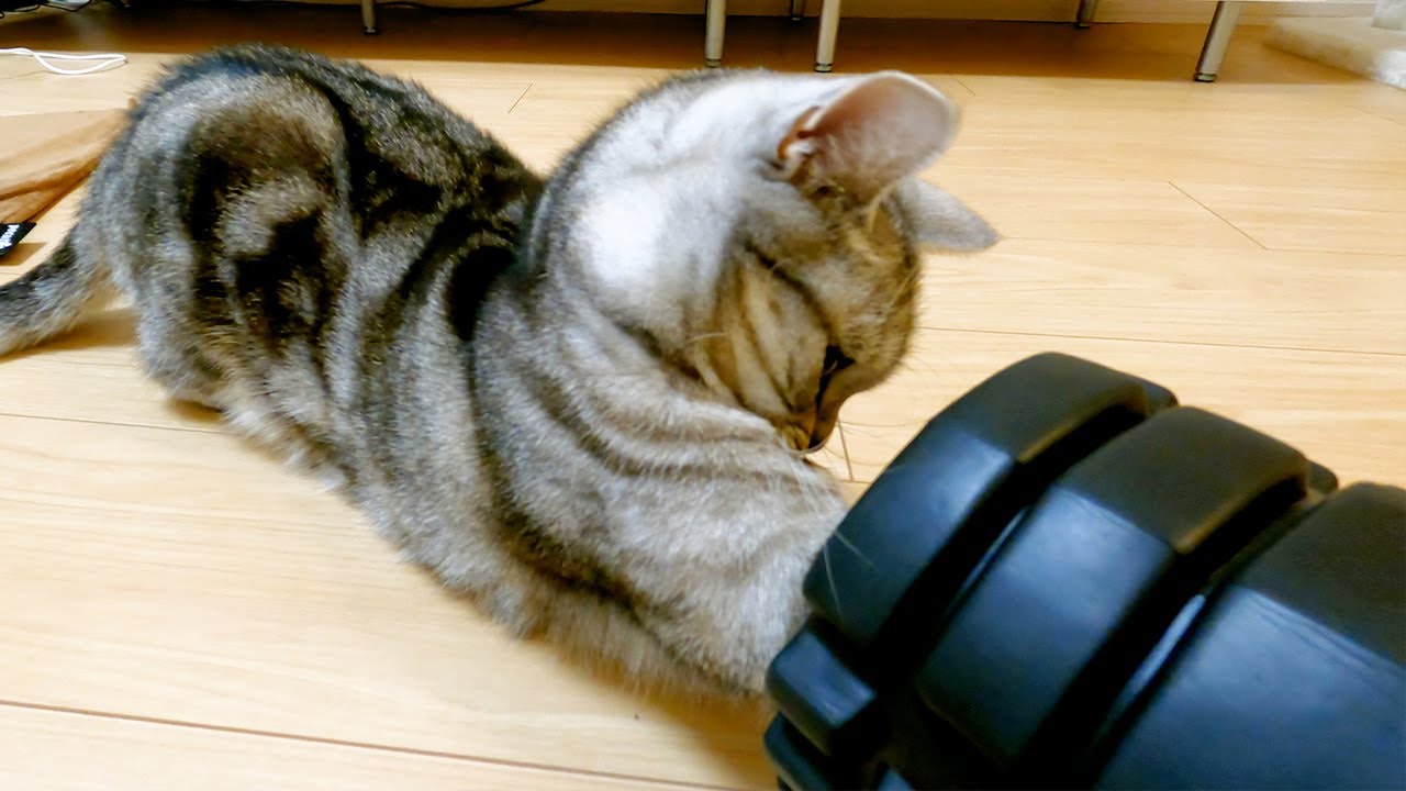 ストレッチローラーをくぐろうとする猫【アメリカンショートヘアー】
