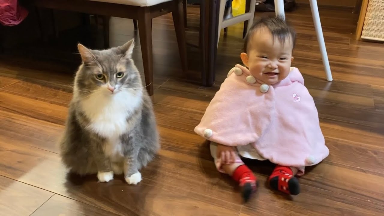 お出迎えから寝かしつけまで一緒にいる猫　ノルウェージャンフォレストキャットA cat that stays with you from picking you up to going to bed.