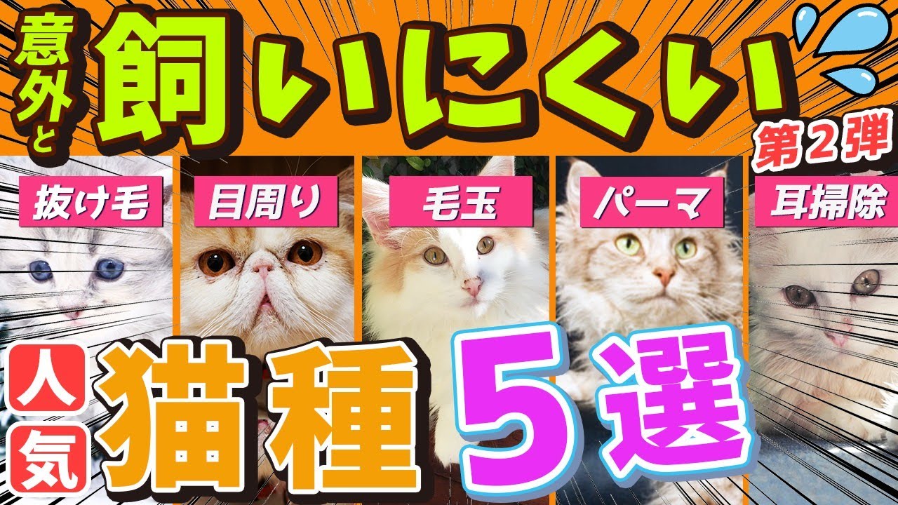 【実は「飼いにくい一面がある人気猫種５選」 "第２弾"】飼う時に注意が必要な猫種の飼い方やお迎えの工夫を現役猫ブリーダーがご紹介！