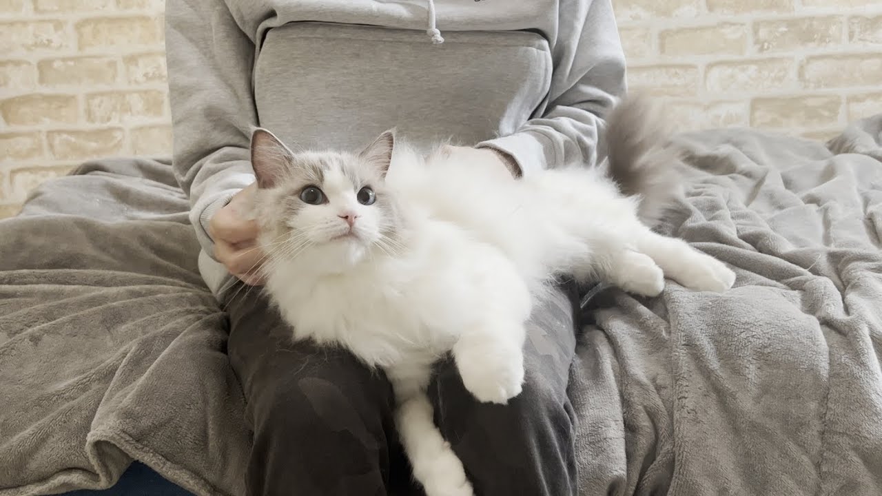 ラグドール猫をポケットに入れて一緒に過ごそうとしたら予想外の結果になりました...【にゃんガルーパーカー】【かわいい】