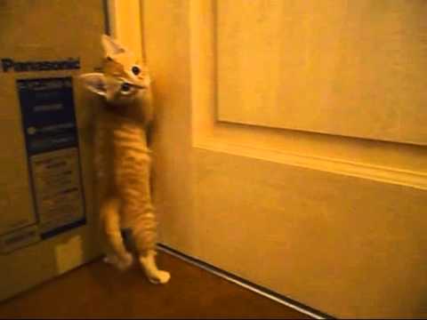 【猫編】保護猫この扉の先に行きたい！