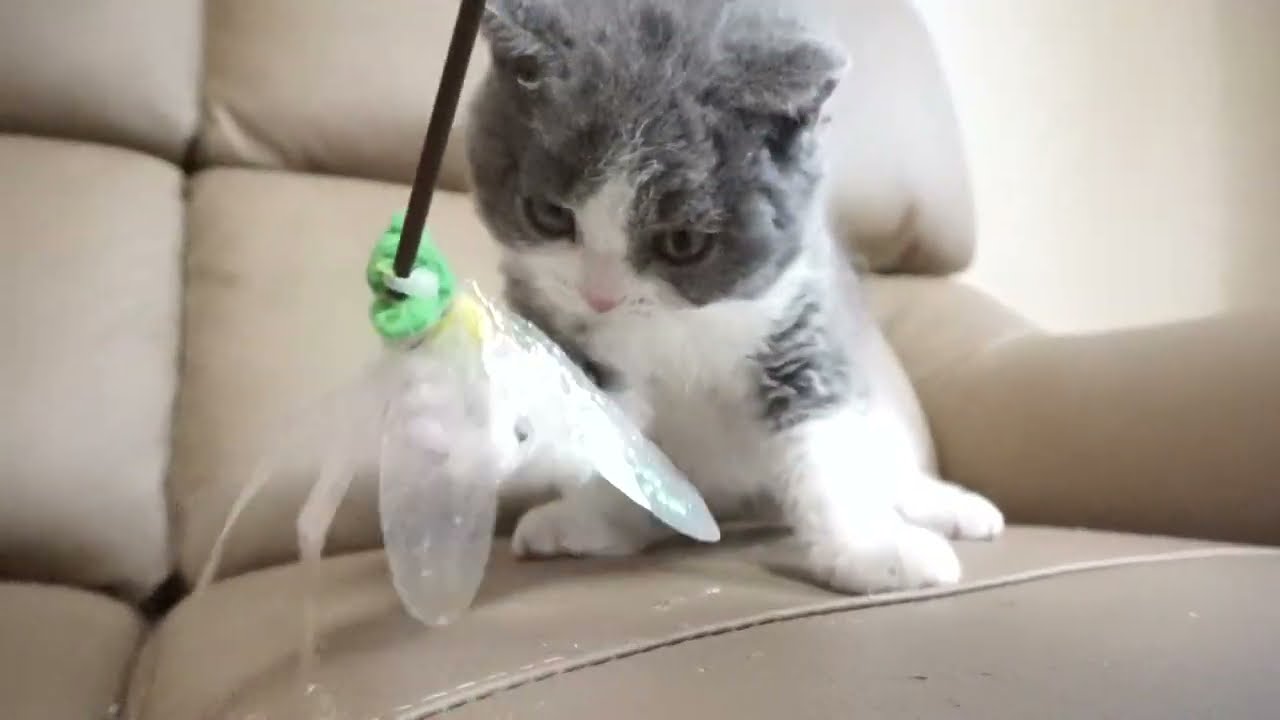 セルカークレックス子猫　2022.9.30産まれ 　ブルー＆ホワイト　女の子　シーダキャット猫のお店　Selkirk Rex