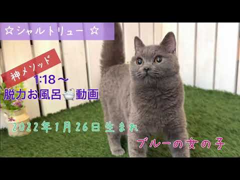 【ナナハチ’s ROOM】シャルトリュー の女の子　20221020 神メソッド☆お風呂動画