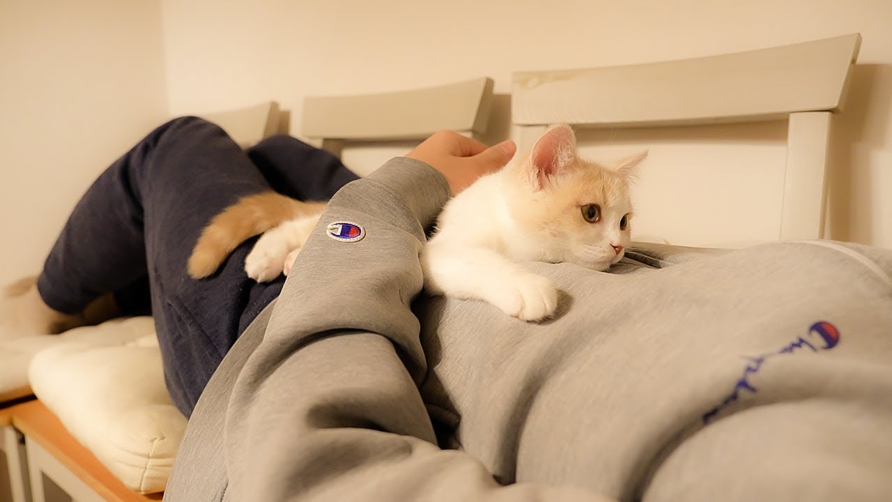 何度も人間を起こそうとする子猫が可愛い