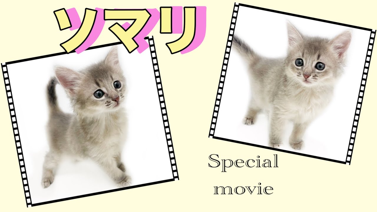 【2022.11.8撮影】ソマリ　NEW Face！