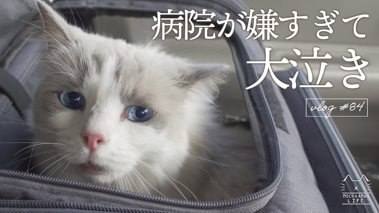 病院に行くことに気づいて鳴きまくる猫｜ラグドール猫 #84