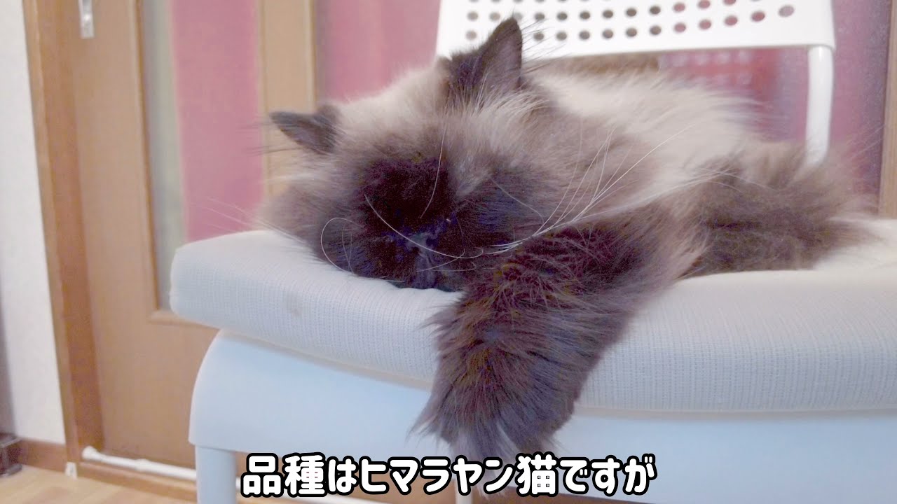 【解説】エキゾチックで神秘的なヒマラヤン猫ってどんな猫…