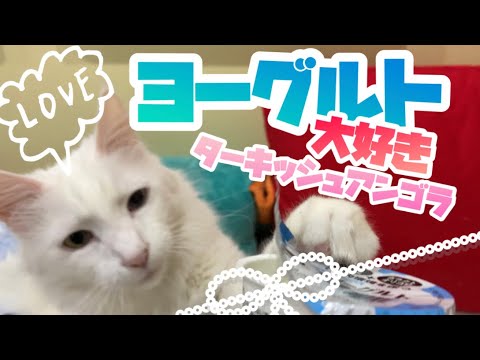 【犬猫用ヨーグルト】ターキッシュアンゴラにヨーグルトをあげたら、すごい食いついたw