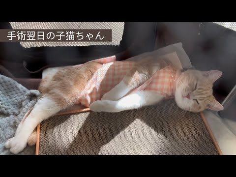 避妊手術翌日の子猫ちゃん、まだまだしんどそうです【スコティッシュフォールド】My kitty on the day after sterilization