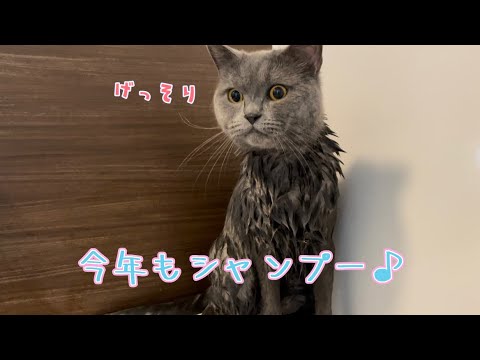 今年もブリティッシュショートヘアのシャンプーをします♪
