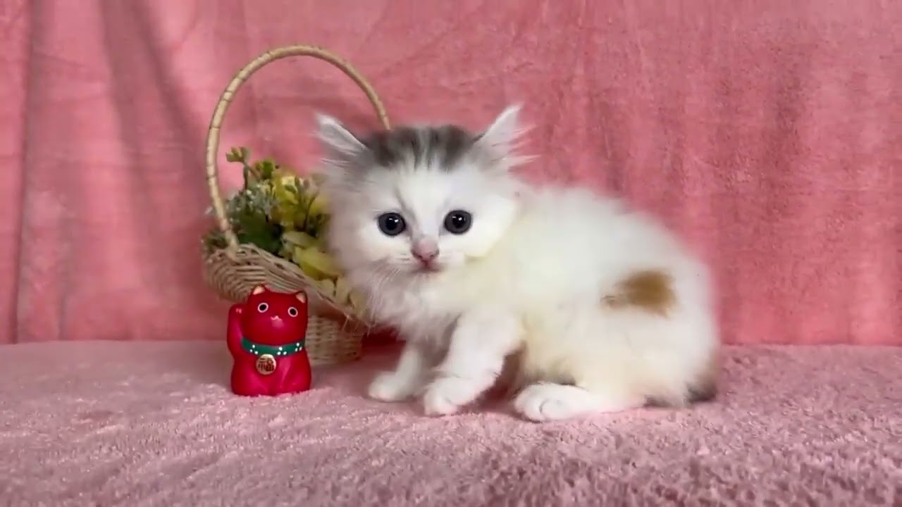 スコティッシュフォールド 可愛い♪男の子です！（ロング ヘアー）