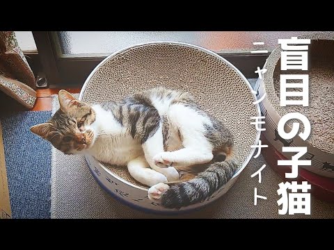 【盲目の子猫】目の見えない子猫はニャンモナイトで幸せなお昼寝をする
