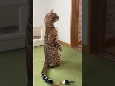 オコジョ みたいに立つベンガル猫 #shorts