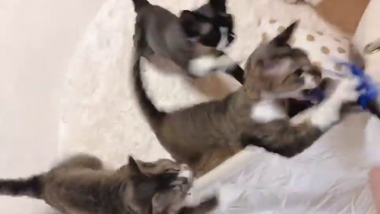 デボンレックス