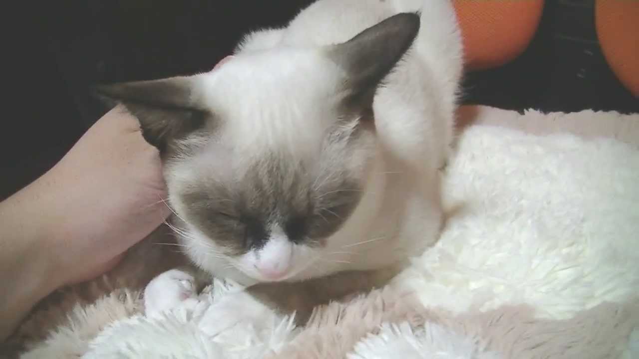 スノーシュー　猫の顔に住む蝶 butterfly lives in　cat face