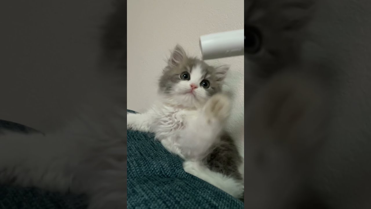 【ラガマフィンのイブ】生後2ヶ月半の子猫が可愛すぎる