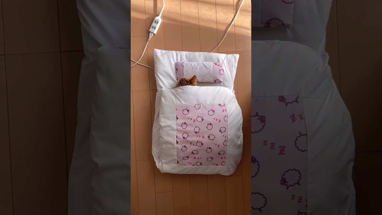 昼寝 猫 アメリカンショートヘアー 猫専用布団 UFOキャッチャー cat