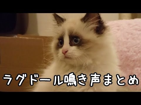 ラグドールのレオ　鳴き声まとめ(生後２ヶ月～１歳１０ヶ月)