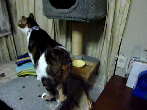 トニーのお返事　nyantube