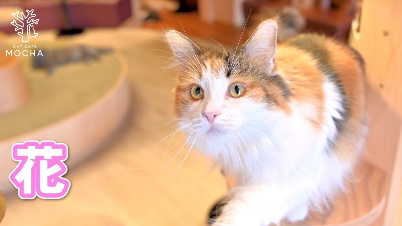 花（ノルウェージャンフォレストキャット♀）池袋西口店