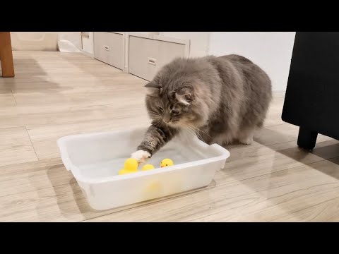 猫の興味が疑心に変わる瞬間【サイベリアンのラフィ】#shorts