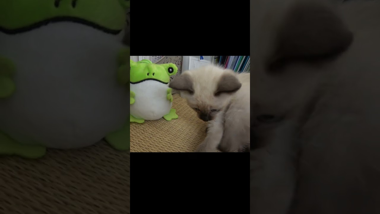 カエルさんに大喜びな赤ちゃんシャム子猫🐸 #Shorts