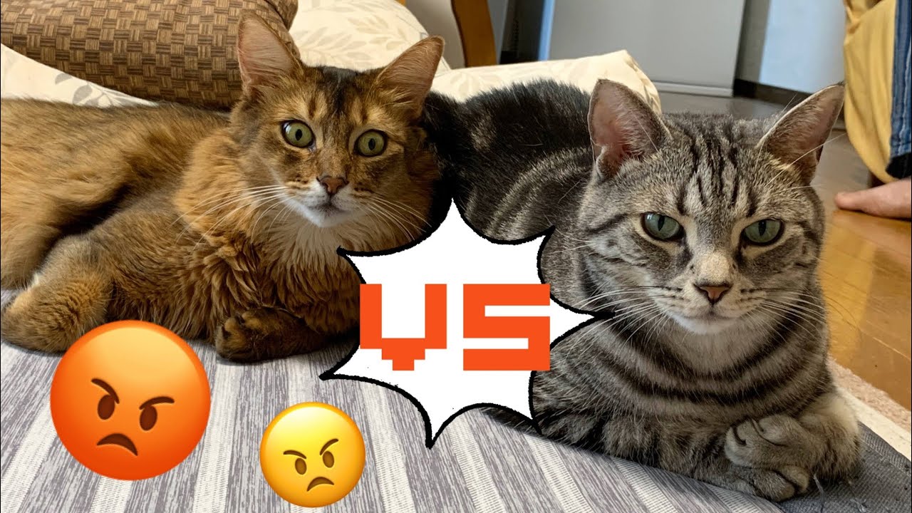 【またたびと猫】ケンカっぱやくなるアメショとソマリ #shorts