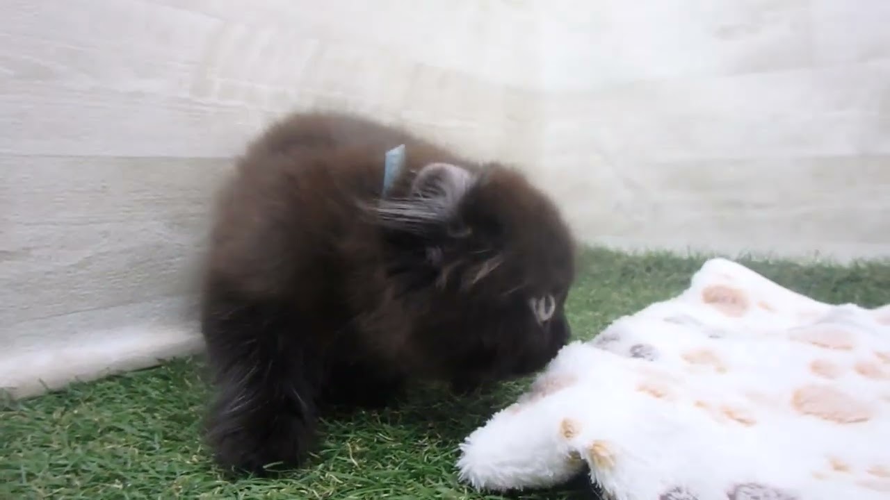 00600074 アメリカンカール