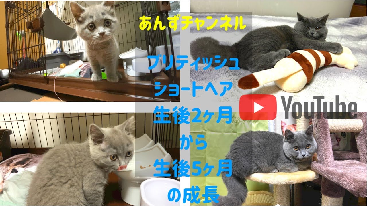 ブリティッシュショートヘア生後2ヶ月から5ヶ月の成長。猫が家にやってきて3ヶ月。