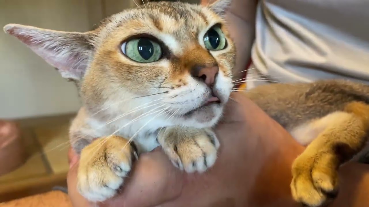 シンガプーラ「もも」の耳掃除