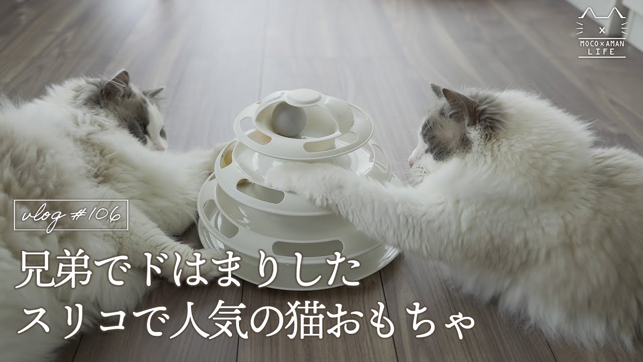 【3COINS】買ってよかったスリコで人気の猫おもちゃ｜ラグドール猫 #106