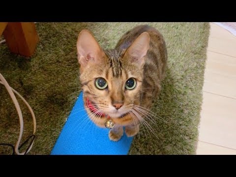 僕がベンガル猫ベルを構うとこうなります