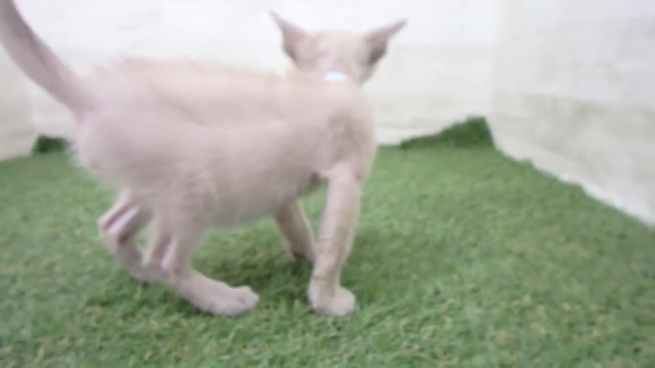 00610597 トンキニーズ