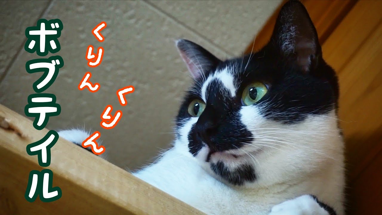 黒白はちわれ猫のボブテイル【カギしっぽ】Bobtail cat
