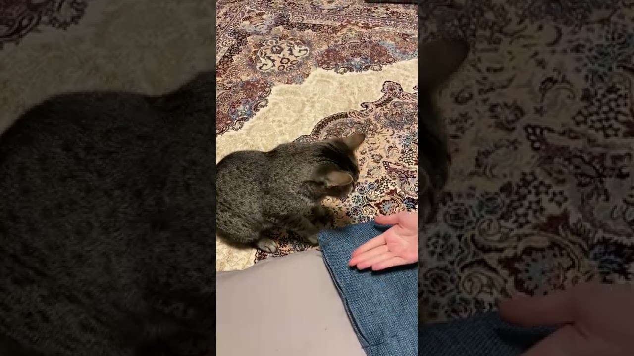 お手をする猫 【エジプシャンマウ】#Shorts / EgyptianMau can do paw like dogs
