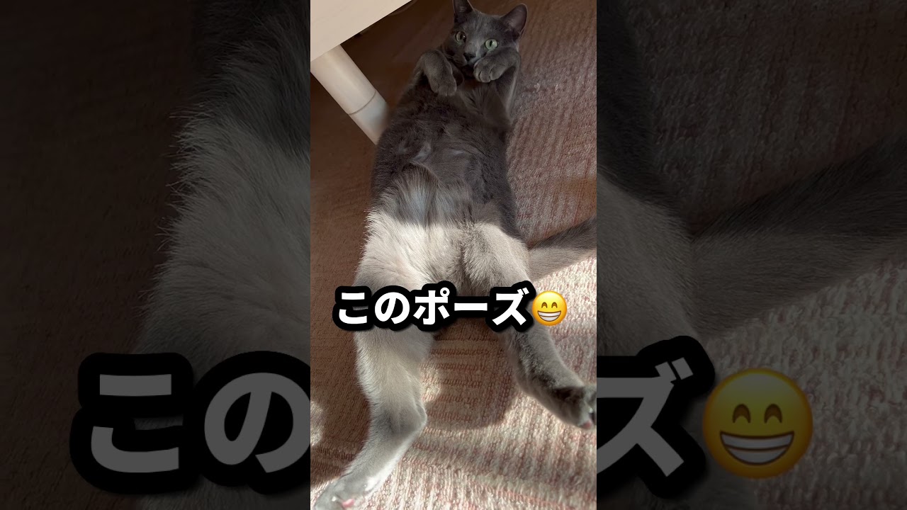 【ロシアンブルー】久しぶりにめろんの定番ポーズです😁【猫】#shorts