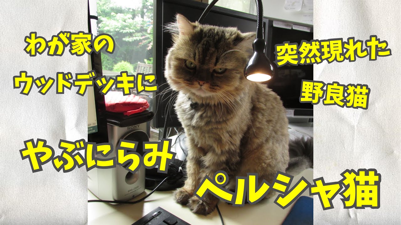 やぶにらみ のペルシャ猫