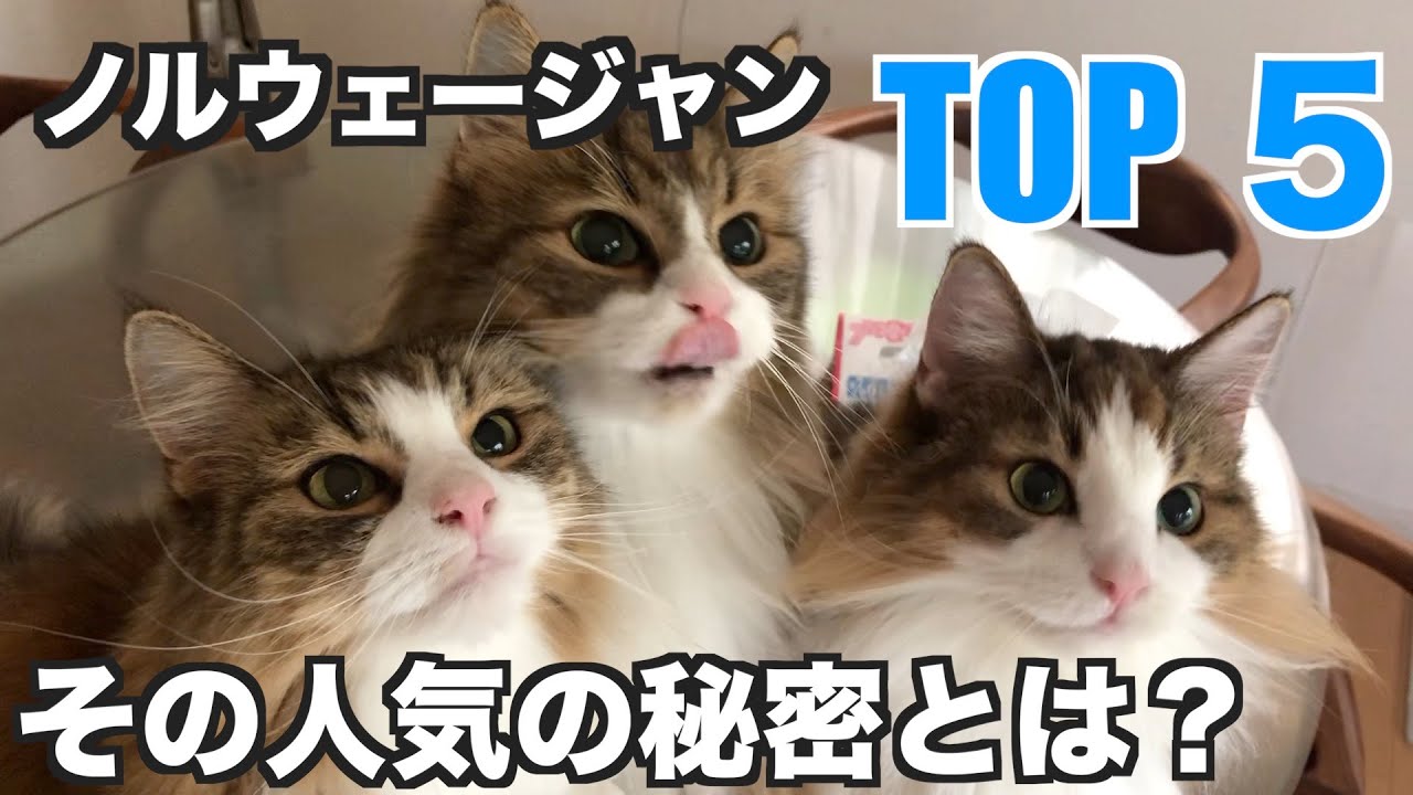 ノルウェージャンフォレストキャット。その人気の秘密とは？TOP5☆