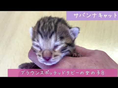 【ナナハチ’s ROOM】サバンナ姉妹(おまけのオシキャット) 20210714