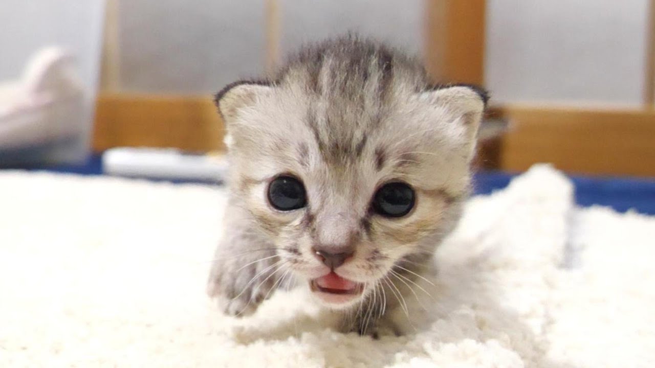 嬉しそうな顔でママに突進する子猫たちを優しく抱っこしてみる【赤ちゃん猫　保護猫】