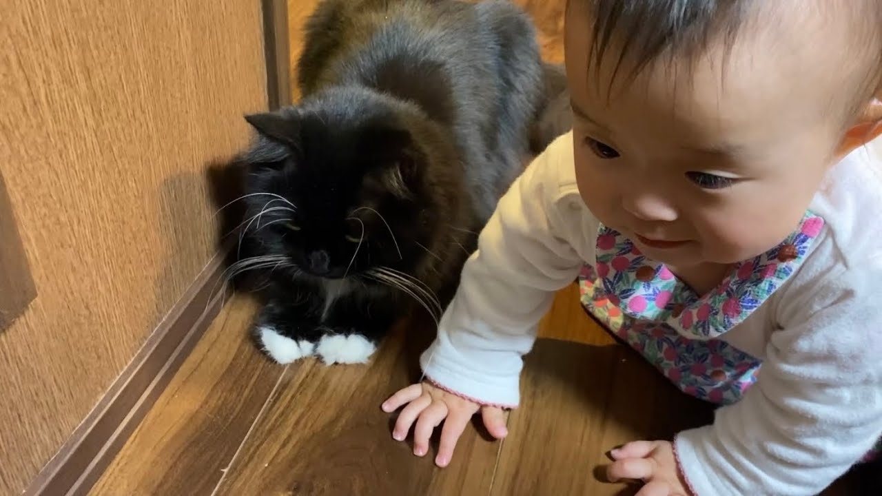 カエルを室内に連れてきていた猫　ラガマフィンA cat that brought a frog indoors. Ragamuffin.