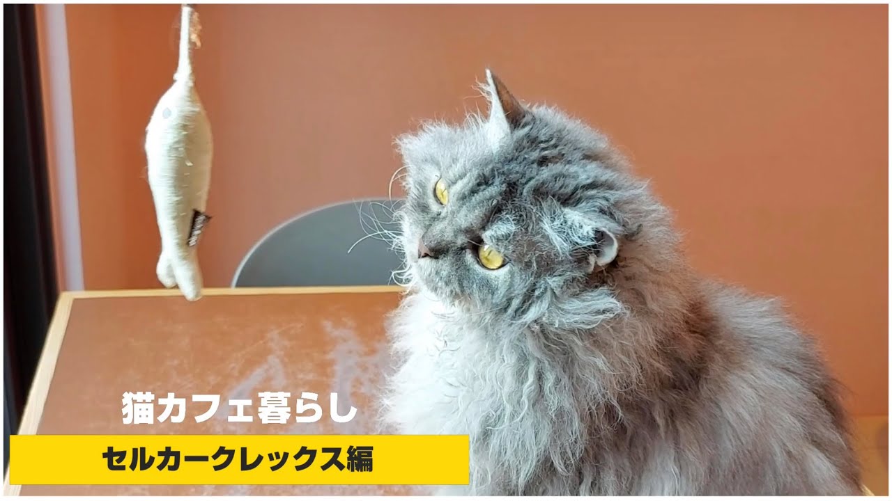 猫カフェ暮らし🏠 セルカークレックス 遊び編 その2 (Selkirk Rex)